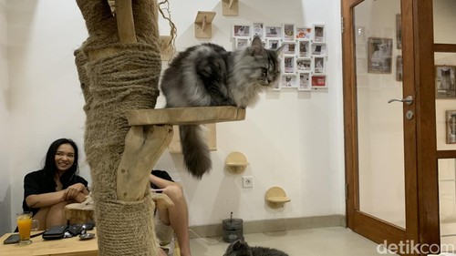 Rumah Kucing Freya di Jalan Tukad Balian, Renon, Denpasar, Minggu (29/10/2023). (Siti Mu’amalah)