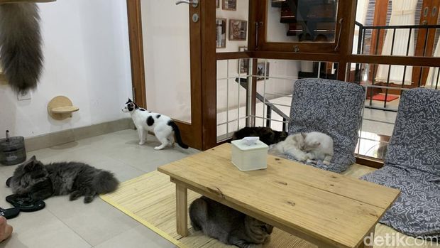 Rumah Kucing Freya di Jalan Tukad Balian, Renon, Denpasar, Minggu (29/10/2023). (Siti Mu'amalah)