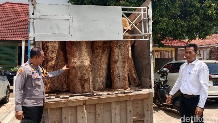 Polisi Amankan Truk Angkut 65 Kayu Jati Ilegal Di Batang