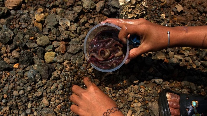 Sejumlah anak mengumpulkan cacing laut di antara limbah smelter nikel di pesisir laut, Kecamatan Pomalaa, Kolaka, Sulawesi Tenggara, Senin (6/11/2023). Warga yang berada daerah tersebut memanfaatkan waktu saat air laut surut untuk mencari cacing laut dan hasilnya dijual ke pemilik tambak udang dengan harga Rp 60 ribu per kilogram. ANTARA FOTO/Jojon/rwa.