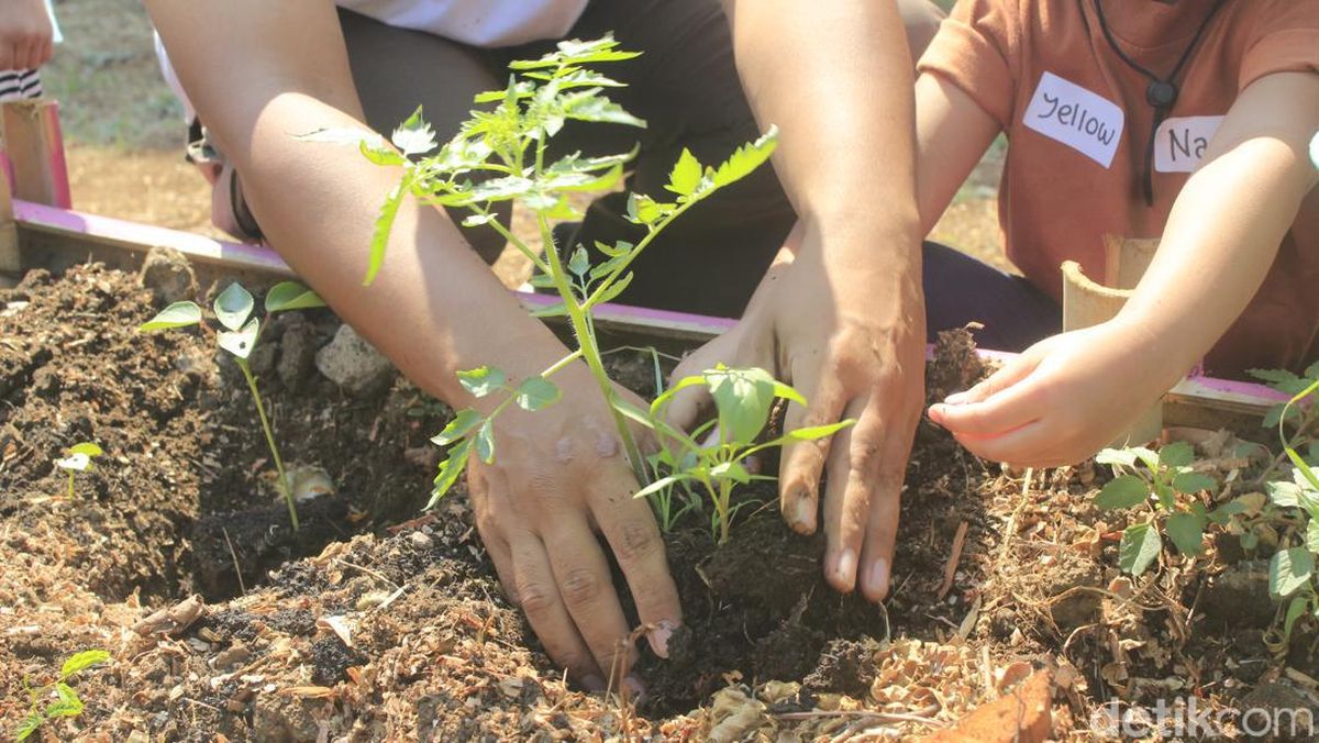 MENANAM POHON BIRA-BIRA DI LAHAN TIDAK PRODUKTIF