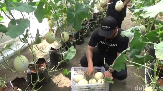 budidaya melon di jombang