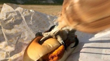 Detik-detik sebelum burger diembat oleh burung. Foto: Boredpanda