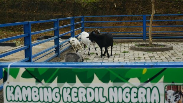 D'Las Zoo Purbalingga