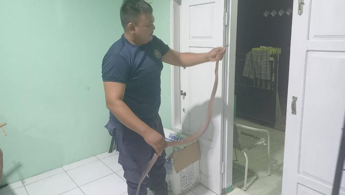 Seekor ular bandotan macan sepanjang 1,5 meter masuk ke rumah warga di Kota Gorontalo, Provinsi Gorontalo.