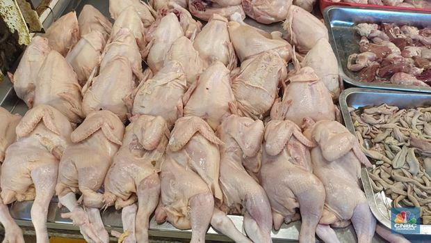 Harga daging ayam di Pasar Anyar Bogor, Jawa Barat hari ini, Senin (6/11/2023) terpantau mengalami penurunan. (CNBC Indonesia/Martyasari Rizky)