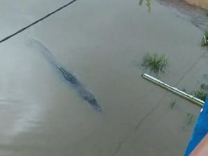 Buaya Muara 5 Meter Muncul di Sungai Banyuasin, Ini Imbauan BKSDA