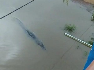 Heboh Buaya Muara 5 Meter Melintas di Sungai Teluk Betung Banyuasin