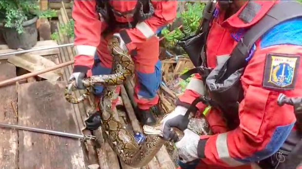 Hewan ternak warga di Tanjung Priok, Jakarta Utara (Jakut), dimangsa ular sanca. Pemilik ternak meminta bantuan petugas pemadam kebakaran (damkar). (Dok Damkar Jakut)