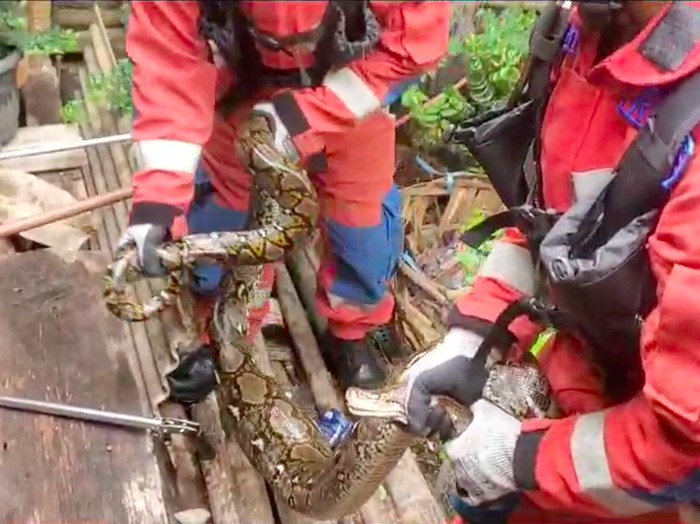 Hewan ternak warga di Tanjung Priok, Jakarta Utara (Jakut), dimangsa ular sanca. Pemilik ternak meminta bantuan petugas pemadam kebakaran (damkar). (Dok Damkar Jakut)