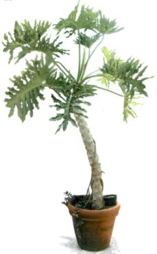 Jenis philodendron.