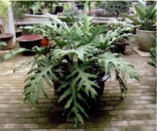 Jenis philodendron.