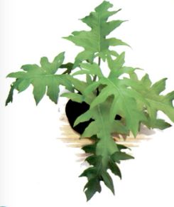 Jenis philodendron.