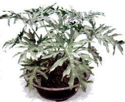 Jenis philodendron.