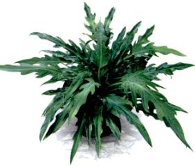 Jenis philodendron.