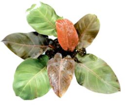 Jenis philodendron.