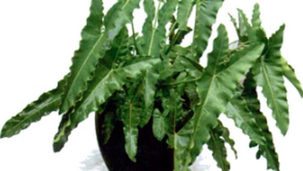 Jenis philodendron.