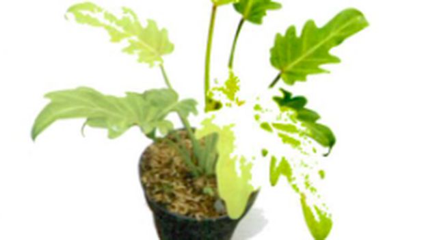 Jenis philodendron.