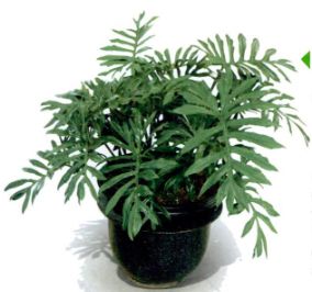 Jenis philodendron.