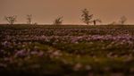Memanen Saffron, Putik Bunga yang Jadi Rempah Termahal Dunia