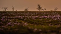Dikelilingi oleh pegunungan rendah dan tersebar di hamparan luas ladang yang subur, lautan bunga ungu bermekaran di Kashmir Himalaya. (AP Photo/Mukhtar Khan)    