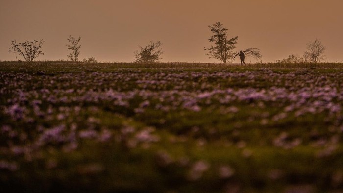 Memanen Saffron, Putik Bunga yang Jadi Rempah Berharga Sun sets over a saffron field in Pampore, south of Srinagar, Indian controlled Kashmir, Sunday, Nov. 5, 2023. Huge quantities of these flowers are used to produce saffron, an aromatic herb that is one of the most expensive spices in the world. (AP Photo/Mukhtar Khan)