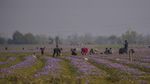 Memanen Saffron, Putik Bunga yang Jadi Rempah Termahal Dunia