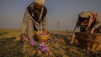 Di akhir musim gugur, keluarga di wilayah mayoritas Muslim berpacu dengan waktu untuk memanen bunga crocus saffron, yang mekar hanya dua minggu dalam setahun. (AP Photo/Mukhtar Khan)    