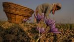 Memanen Saffron, Putik Bunga yang Jadi Rempah Termahal Dunia