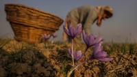 Di seluruh dunia, saffron digunakan dalam berbagai produk mulai dari makanan hingga obat-obatan dan kosmetik. (AP Photo/Mukhtar Khan)   