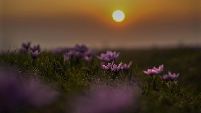 Memanen Saffron, Putik Bunga yang Jadi Rempah Berharga Sun sets over a saffron field in Pampore, south of Srinagar, Indian controlled Kashmir, Sunday, Nov. 5, 2023. Huge quantities of these flowers are used to produce saffron, an aromatic herb that is one of the most expensive spices in the world. (AP Photo/Mukhtar Khan)