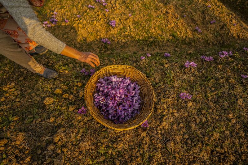 Sun sets over a saffron field in Pampore, south of Srinagar, Indian controlled Kashmir, Sunday, Nov. 5, 2023. Huge quantities of these flowers are used to produce saffron, an aromatic herb that is one of the most expensive spices in the world. (AP Photo/Mukhtar Khan)