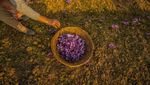 Memanen Saffron, Putik Bunga yang Jadi Rempah Termahal Dunia