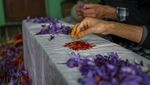Memanen Saffron, Putik Bunga yang Jadi Rempah Termahal Dunia