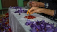 Selanjutnya mereka memisahkan kelopak ungu dan mengambil tiga putik kecil halus yang kemudian dikeringkan di bawah sinar matahari, menjadi salah satu rempah-rempah paling mahal dan dicari oleh dunia. (AP Photo/Dar Yasin)   