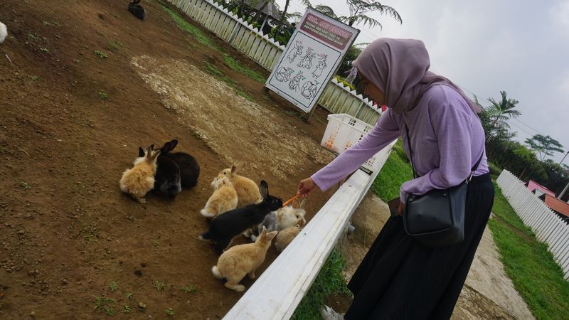 Pengunjung berinteraksi dengan kelinci di wahana Taman Kelinci di wisata D'las, Desa Serang, Purbalingga.