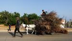 Perang Bikin Krisis, Warga Gaza Andalkan Kayu Bakar untuk Memasak