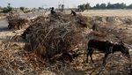 Perang Bikin Krisis, Warga Gaza Andalkan Kayu Bakar untuk Memasak