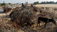 Kayu bakar menjadi bahan bakar untuk memasak di tengah kekurangan bahan bakar dan gas.  