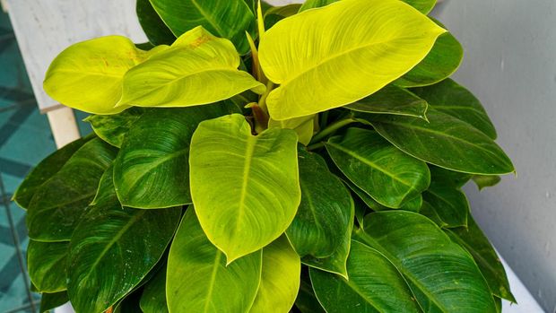Philodendron moonlight