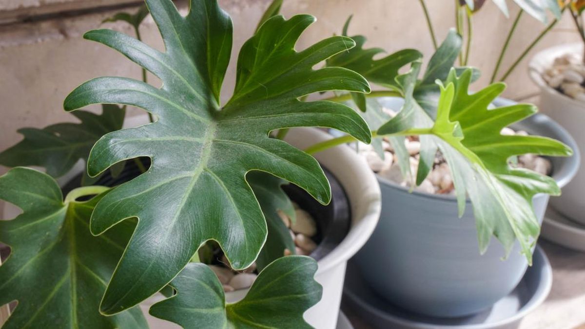 Jenis Philodendron yang Bisa Mempercantik Rumahmu