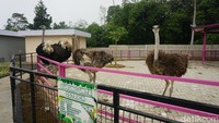 Wahana terbaru dari D’LAS adalah Mini Zoo atau kebun binatang mini. Pengunjung bisa melihat burung unta, kambing kerdil hingga alpaka yang menggemaskan.  