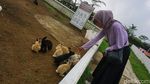Potret DLAS Purbalingga, Wisata Lengkap di Lereng Gunung Slamet