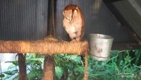 Burung hantu yang cocok untuk pengenalan pada anak tentang hewan di Scientia Square Park.