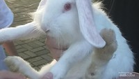 Kelinci dari area animal feeding di Scientia Square Park.