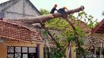 Penampakan Pohon Randu Tumbang Timpa Gedung SDN di Lamongan