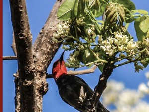 Ini Persebaran Flora dan Fauna di Indonesia, Terbagi Jadi Tiga Bagian