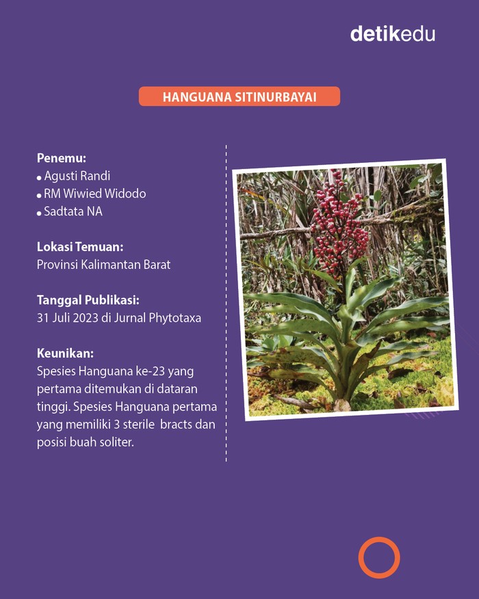3 Spesies baru flora fauna di Indonesia diumumkan 2023