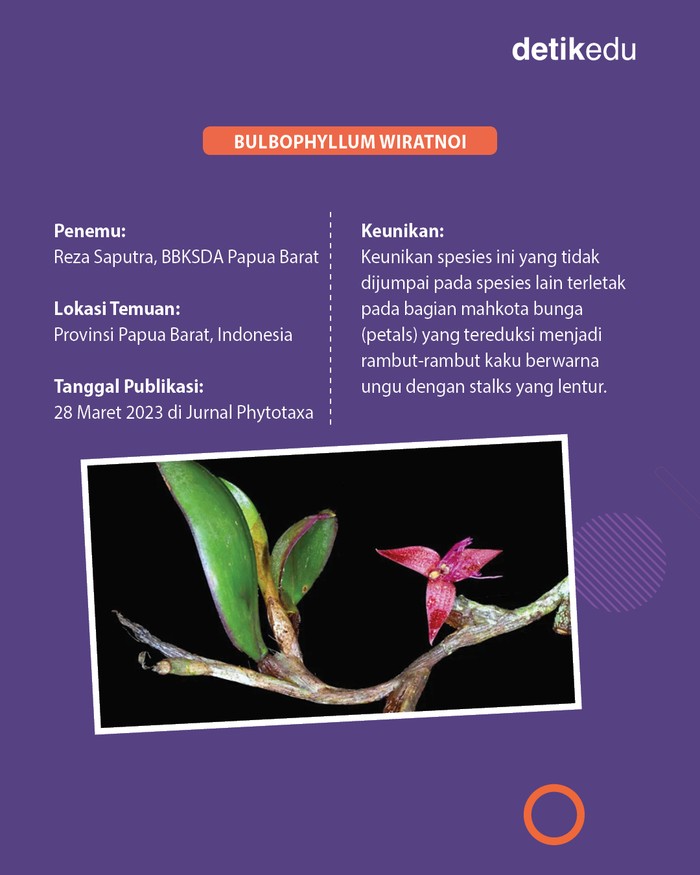 3 Spesies baru flora fauna di Indonesia diumumkan 2023 3 Spesies baru flora fauna di Indonesia diumumkan 2023