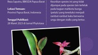 Foto: Infografis (Fuad Hasim/detikcom)